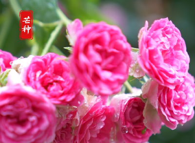 ​【煜茜时间】今日芒种恰逢高考，愿落笔如愿，前路从容顺遂