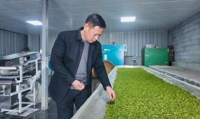 【崇阳异乡人⑨】盛华东：茶香人更亲   浙江汉子的崇阳“茶缘”