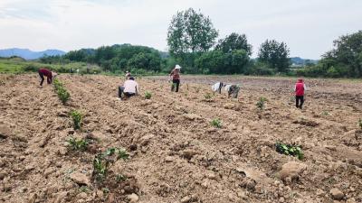 崇阳县沙坪镇：600亩栀子苗种出增收新“钱”景