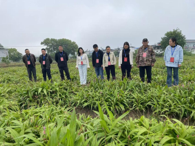 崇阳县石城镇人大代表专题调研中药材产业发展