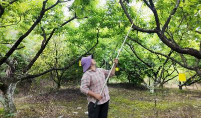 【你有好货 我来吆喝】六月尝鲜！崇阳县菖蒲村脆甜黄桃上市