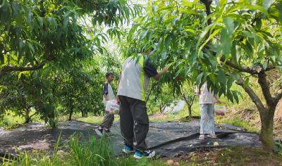 【你有好货 我来吆喝】崇阳黄精哥生态园开园，水蜜桃、黄桃等你来尝鲜！