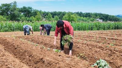 贡薯扦插正当时   崇阳县马桥村“田间工厂”铺就富民路