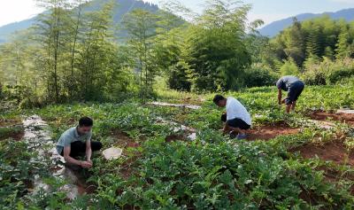 有机认证！崇阳县桂花泉镇黄瓤西瓜有了新“标签”