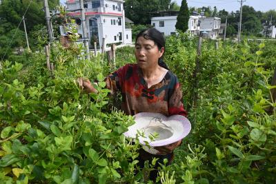 崇阳县锁石村：金银花开促振兴