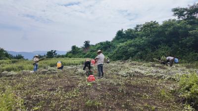 端午艾香浓   崇阳县横山村“黄金草”铺就致富路