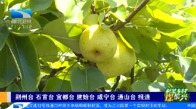 湖北卫视关注通山 | 瓜果飘香 这个夏天有点“甜” 