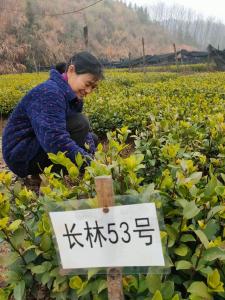 通山石航珍稀植物培育中心又出精品油茶苗