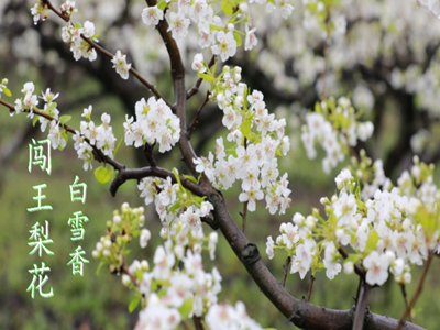 云上咸宁——通山：闯王梨花白雪香  