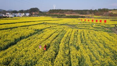 大路乡杨狮坑村：油菜花开迎客来 美村富民助振兴