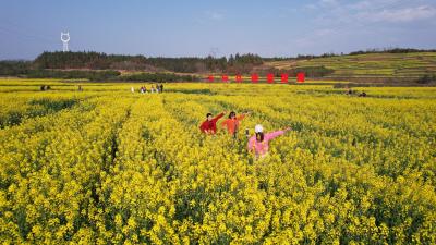 大路乡杨狮坑村：花田润色油香远  乡野铺金富路宽