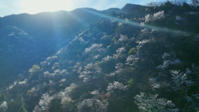 【盛世繁花 寻芳通山】短视频 | 春风有约冷水坪