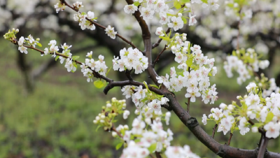 【盛世繁花 寻芳通山】V视丨通山闯王： 千亩梨花竞相绽放带动“春光经济”   