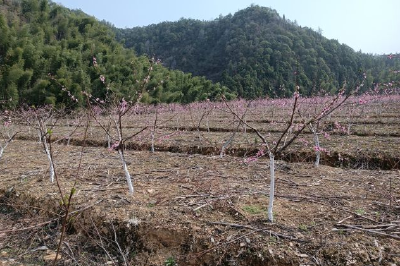 通山矿山复绿造就美丽花果山