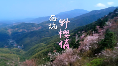 【盛世繁花 寻芳通山】短视频｜西坑野樱俏