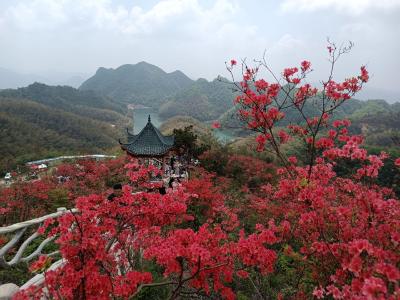 通山：“大幕”拉开映山红