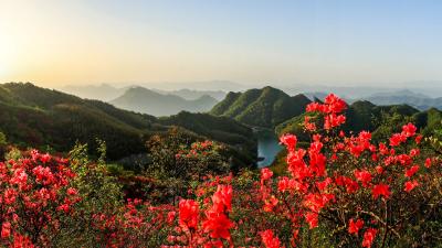 【盛世繁花 寻芳通山】图文 | 通山大幕山：杜鹃花开映山红