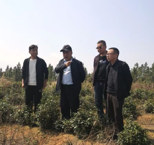 《六大产业助振兴》县委统战部调研茶叶产业助力乡村振兴
