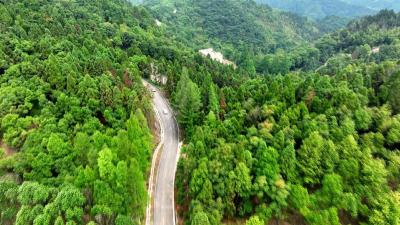 V视 |《六大产业助振兴》中药材篇⑤丨北山林场：林下种植中药材 经济发展新路子