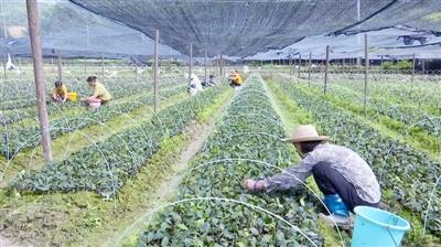 咸宁日报——培育油茶良种