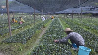 【六大产业助振兴】V视丨油茶篇丨通山：培育油茶良种苗木每年250万株