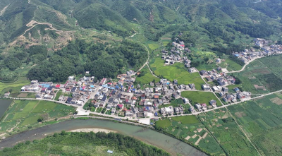  通山九宫山镇太子参基地迎来首个丰收季 