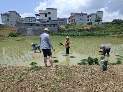 通羊镇黄金嘴村：做优“黄金嘴贡米”品质 做好“土特产”文章