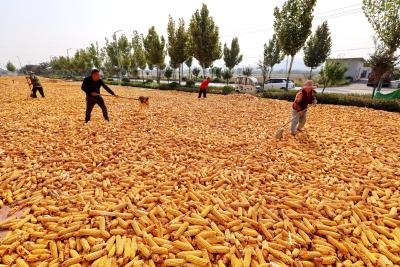 粮食产量再创新高！“粮食家族”今年的增产冠军是谁？  