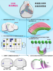 我国科研人员成功解析小鼠海马单神经元全脑投射规律  