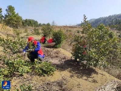 九宫山镇：“志愿红”守护“生态绿” 百亩油茶管护忙