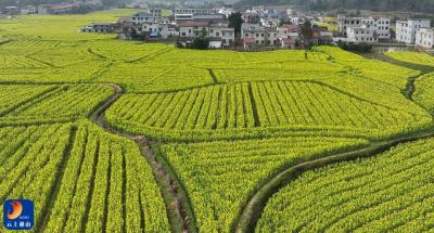 通山：油菜花开引客来 春风吹暖“花经济”