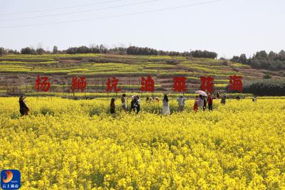 “油”你点赞！春分时节通山沃野展出金色画卷