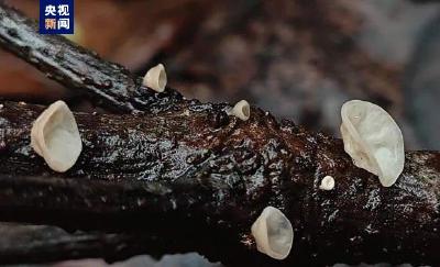 上新！浙江杭州发现一全球新物种