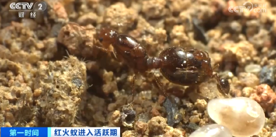 “地表最强入侵害虫”进入活跃期 被咬伤后怎么办？