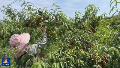 通羊镇茅田村：鲜桃满枝引客来 特色产业助增收