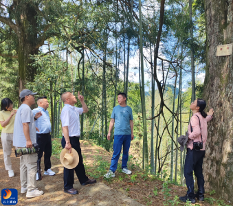中南民族大学教授对九宫山古树保护、病虫害防治和项目建设提供技术指导