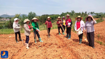 大路乡：党建引领 撂荒地变“粮”田