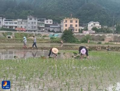 闯王镇：芒种忙种