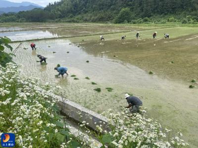 闯王镇龟墩村：党建引领推动撂荒地整改