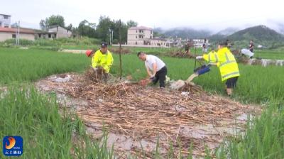 V视丨与时间赛跑！大路乡东坑村紧急排涝保秧苗