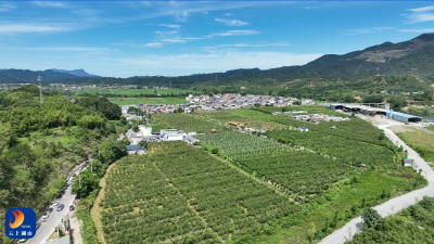 V视丨夏天好“丰”景！品闯王味道·享“梨”想生活咸宁市砂梨新品种品鉴暨首届闯王砂梨采摘节开幕