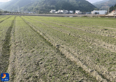 昔日贫瘠又碎片 今朝沃土成田园——通山县农业农村局支持大畈镇隐水村建设高标准农田