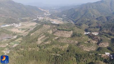 通山：26.5万亩油茶喜获丰收 年产值可达15亿元  