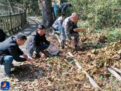 九宫山自然保护区筑牢红椿种质资源保护防线