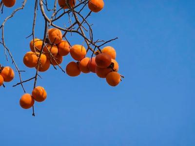 秋冬季饮食不当，当心胃里“长石头” | 科普时间