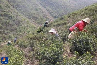 燕厦乡畅周村：发展白茶产业 壮大村集体经济