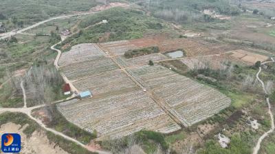 通山县燕厦乡：抓住党建引领“牛鼻子” 发展特色产业不动摇  