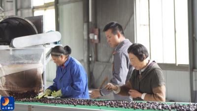 唐老农：古法新韵榨出乡村振兴“金”时代