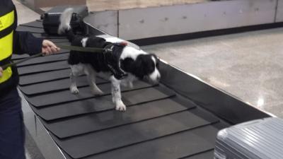 “犬”力以赴 海关工作犬“上班记” 