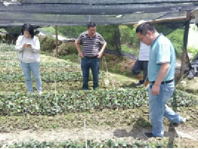 通山县林业局开展打击侵犯林草植物新品种权专项行动